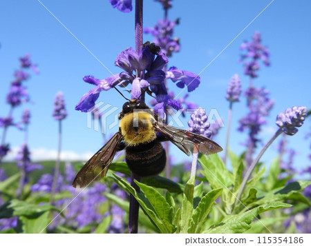 A "Kimune Carpenter Bee" on a Blue Salvia flower 115354186