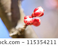 綻放在藍天的梅花蕾 115354211