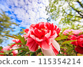 紅牡丹花 115354214