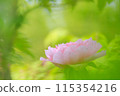 美麗的粉紅牡丹 115354216