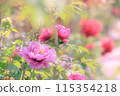 牡丹園裡，粉紅色的牡丹正在盛開 115354218