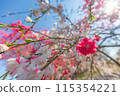 沐浴春日陽光的花桃 115354221