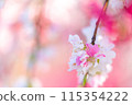 蓬鬆的花桃 115354222