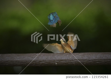 Kingfisher Kingfisher 115354261