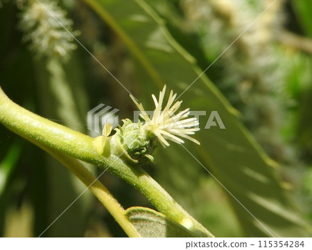 栗花(雌花) 栗花(雌花) 115354284