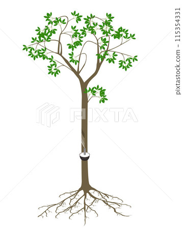 Rubber tree with roots on a white background. Rubber tree with roots on a white background. 115354331
