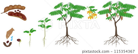 Cycle of growth of tamarind plant on a white background. 115354367