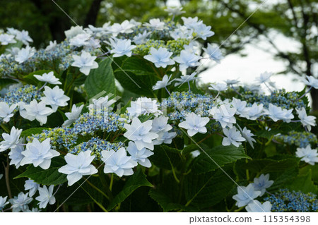 White colored hydrangea White colored hydrangea 115354398