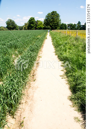 倫敦郊區麥田和小黃花田之間一條又長又窄的步道 115354574