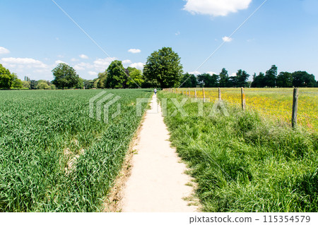 倫敦郊區麥田和小黃花田之間一條又長又窄的步道 倫敦郊區麥田和小黃花田之間一條又長又窄的步道 115354579