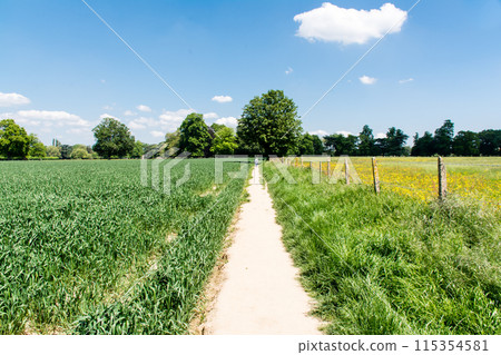 A long, narrow promenade between a wheat field and a field of small yellow flowers in the suburbs of London 115354581