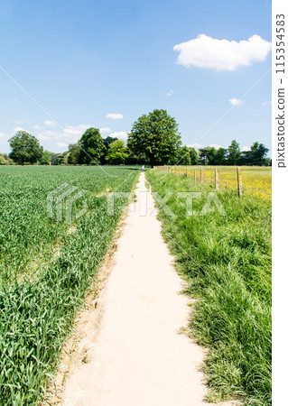 A long, narrow promenade between a wheat field and a field of small yellow flowers in the suburbs of London 115354583