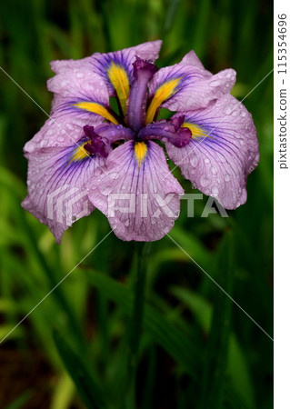 雨鹿寄宿花虹膜 雨鹿寄宿花虹膜 115354696