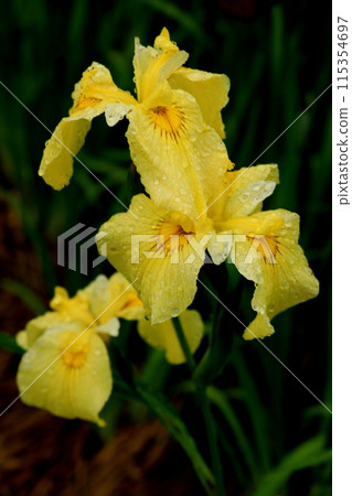 Rain deer lodging flower iris Rain deer lodging flower iris 115354697