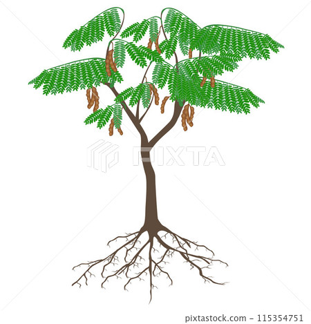 Tamarind tree with fruits and roots on a white background. Tamarind tree with fruits and roots on a white background. 115354751
