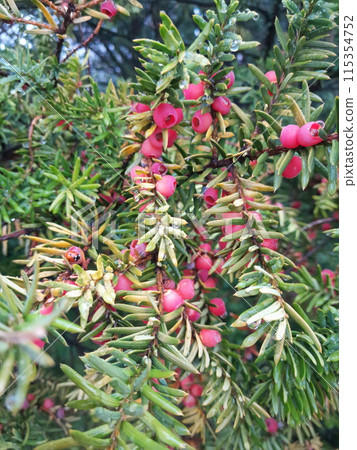 Yew tree with red berries Yew tree with red berries 115354752