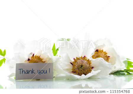 White tree peony flower, isolated on white background White tree peony flower, isolated on white background 115354768