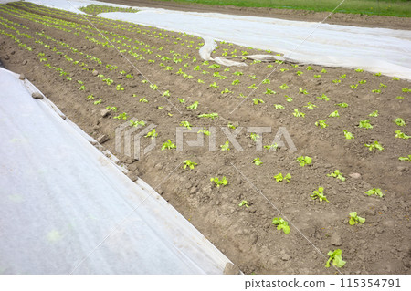 Organic vegetable farm with nonwoven agrotextile covering plants, selective focus. Organic vegetable farm with nonwoven agrotextile covering plants, selective focus. 115354791