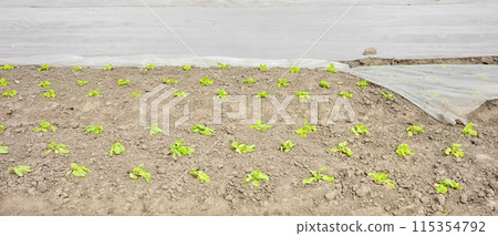 Organic vegetable farm with nonwoven agrotextile covering plants, selective focus. 115354792