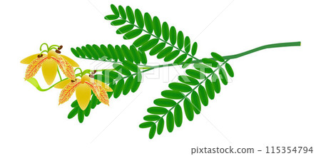 Tamarind flowers on a branch with leaves isolated on a white background. 115354794