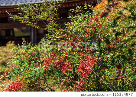 南方的天空 115354977