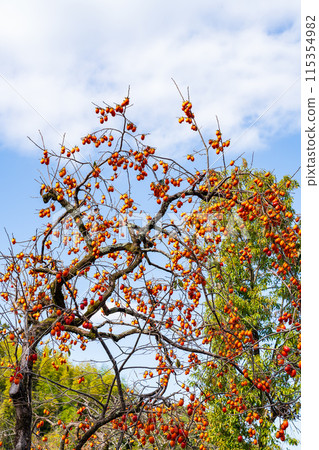 Persimmon tree Persimmon tree 115354982