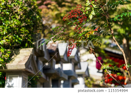 南方的天空 115354994