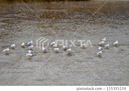 Seagulls on the Kamo River 115355139