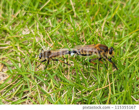 Male and female Shioyaflies mating 115355167