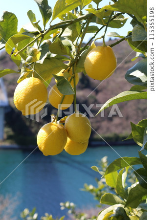 瀨戶內檸檬 115355198