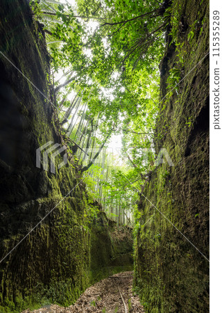 箭頭黑色穿過綠樹覆蓋 115355289