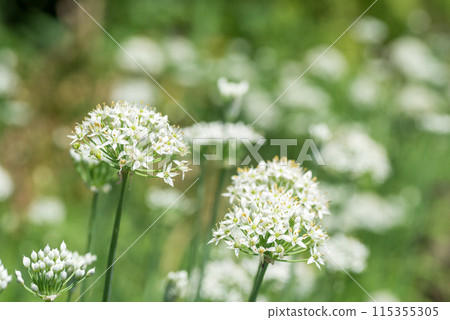 花田裡的白色韭菜花 115355305