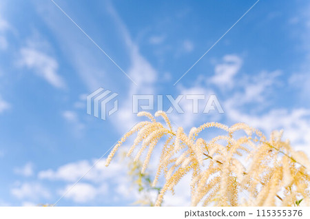 Yamabukishouma flower 115355376