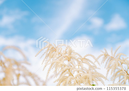 Yamabukishouma flower 115355378