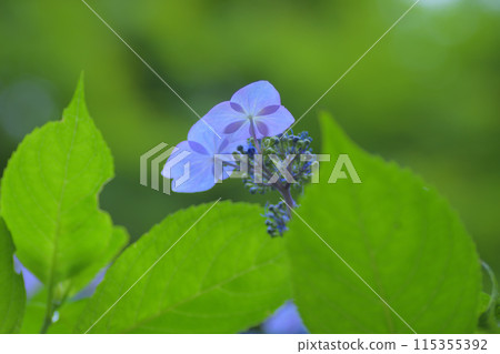 Hydrangea blooming in the rain 115355392