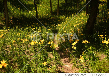 Shady Lily Garden 115355435