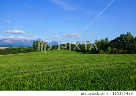 從美山峠看到的風景（北海道上富良野町） 115355488