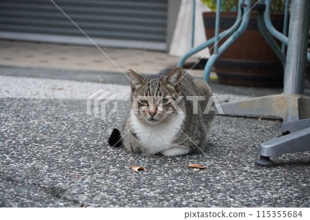 [Taiwan] Tabby cat sitting on the roadside (Sun Moon Lake) 115355684