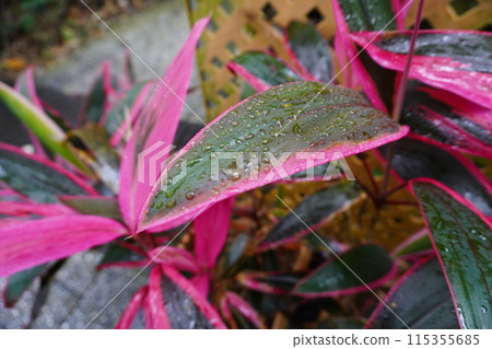 [Taiwan] Close-up of Cordyline rededge leaves with water droplets 115355685