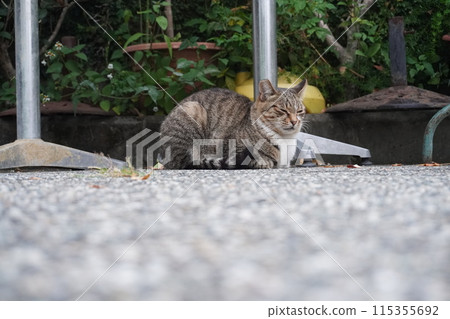 [台灣] 坐在路邊的虎斑貓（日月潭） 115355692