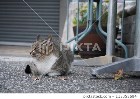 [台灣] 坐在路邊的虎斑貓（日月潭） 115355694