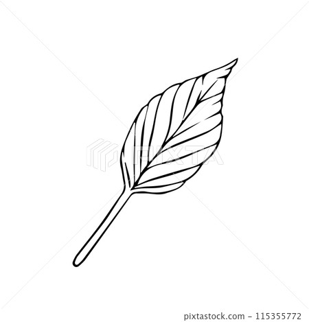 Hand drawn tree leaves in doodle style painted by black inks. Vector black line leaf. Sketch outline art illustration for design for greeting cards and invitations of the wedding, birthday 115355772