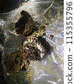 八月的馬蜂窩 115355796