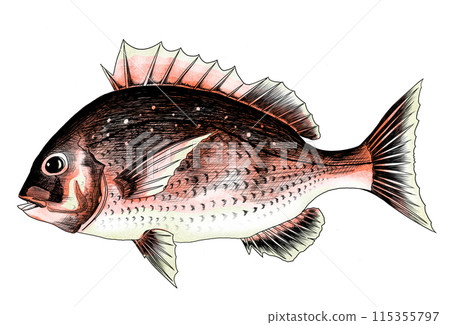 紅鯛魚的色鉛筆畫插圖,幸運符 紅鯛魚的色鉛筆畫插圖,幸運符 115355797