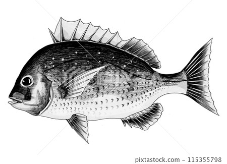 A simple black and white pencil illustration of a happy red sea bream 115355798