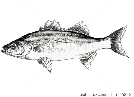 A simple black and white illustration of Suzuki, a popular lure fish A simple black and white illustration of Suzuki, a popular lure fish 115355800