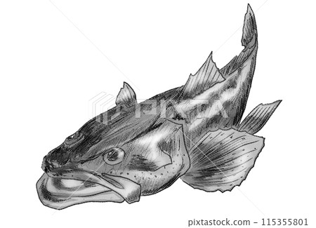 A simple, black and white, slightly realistic illustration of a flathead fish 115355801