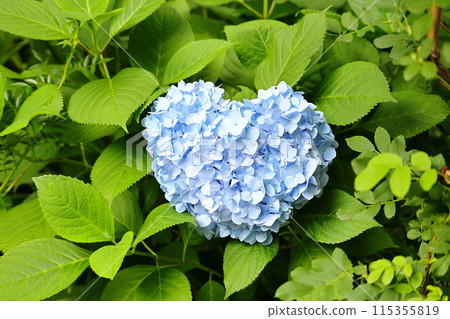 心形繡球花 115355819