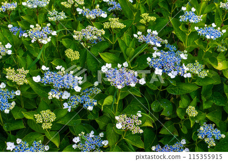Hydrangea that begins to bloom 115355915