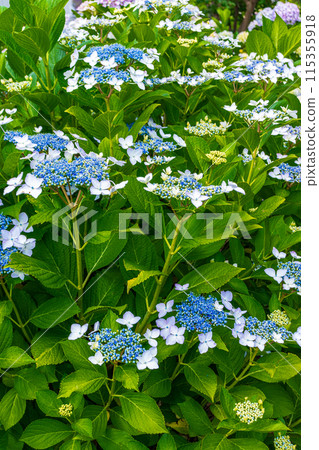 Hydrangea that begins to bloom Hydrangea that begins to bloom 115355918
